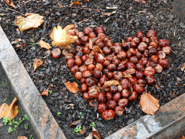 Herz aus Kastanien auf einem Grab des Friedhof II der Sophiengemeinde Berlin 01